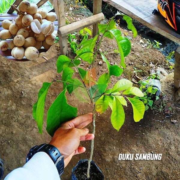 Duku Unggul asal Sambung