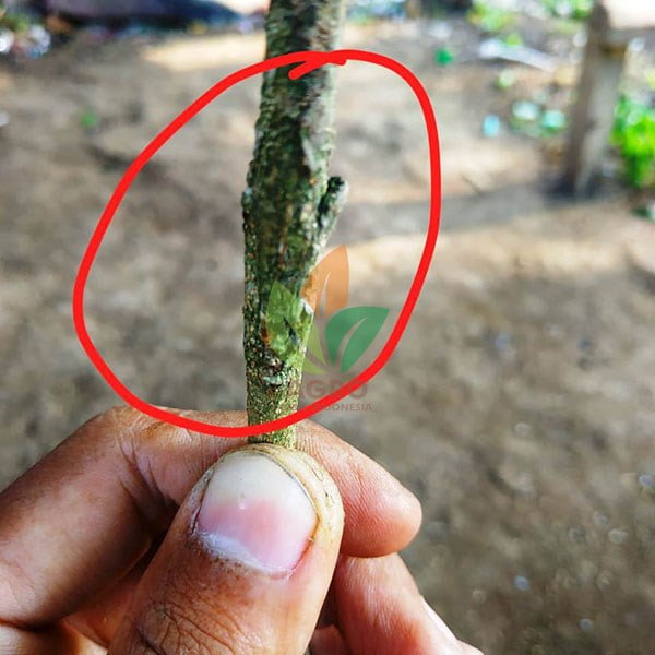 Duku Unggul asal Sambung