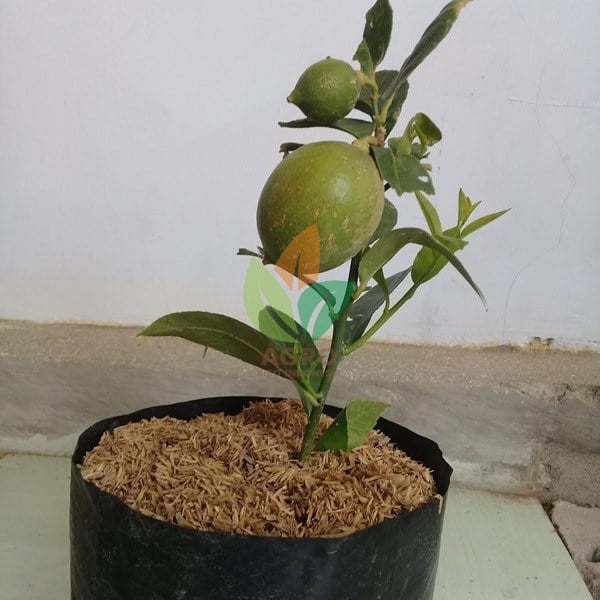 Jeruk Lemon Lokal Berbuah. Kategori: Bibit Buah » ...