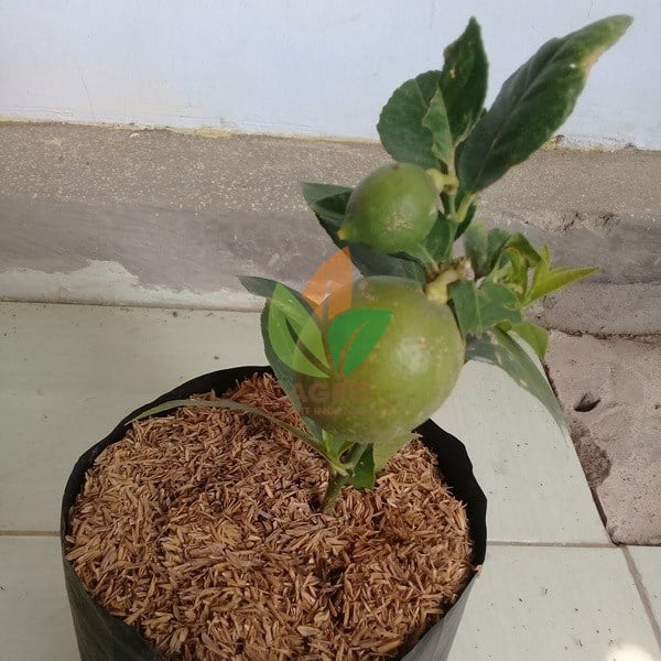 Jeruk Lemon Lokal Berbuah
