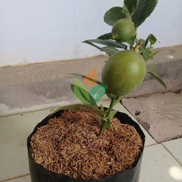 Jeruk Lemon Lokal Berbuah. Kategori: Bibit Buah » ...
