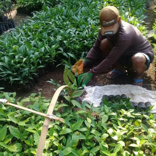 Mengkudu Kecil Siap Tanam