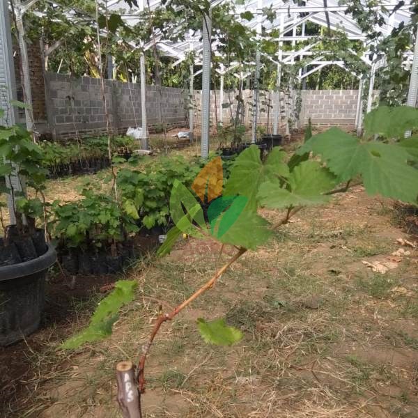 Anggur Import Autum Royal Seedless