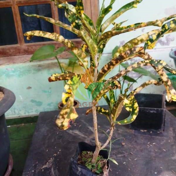 Puring Tutul asal Stek
