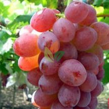 jual bibit anggur import aristokrat agro bibit id jual bibit anggur import aristokrat agro bibit id