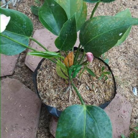 Anthurium Mini Putih