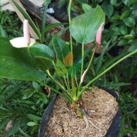 Anthurium Mini Putih