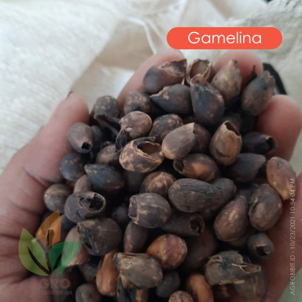 Biji Gamelina Siap Semai