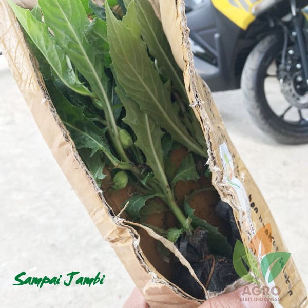 Bunga Kitolod Putih