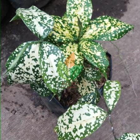 Tanaman Florida Beauty