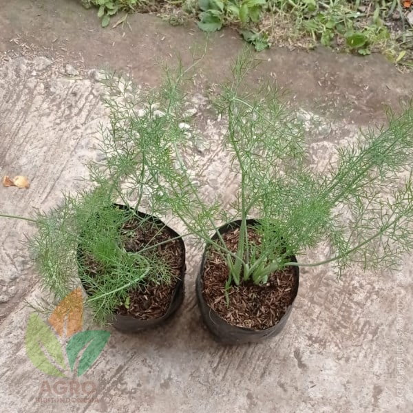 Adas Pulowaras