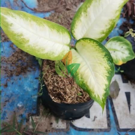 Tanaman Hias Lipen
