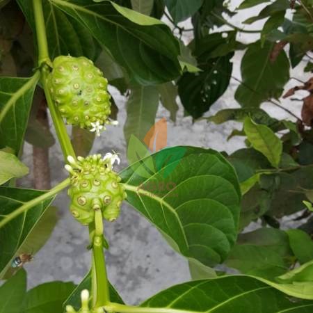 Mengkudu Kecil Siap Tanam