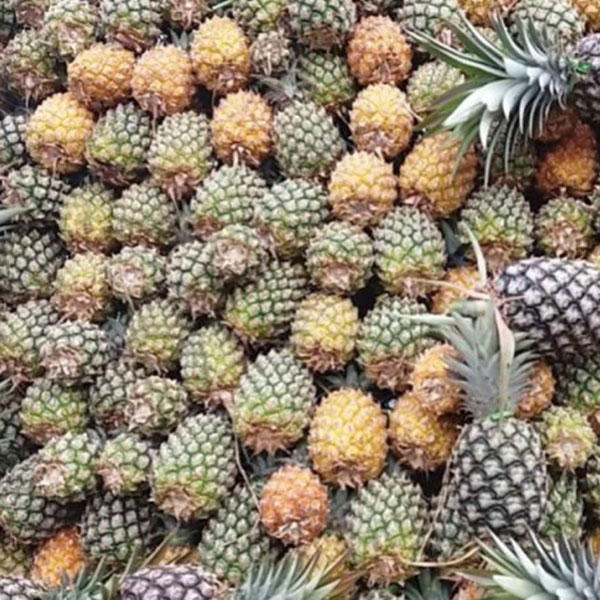 Nanas Lokal asal Stek Tunas