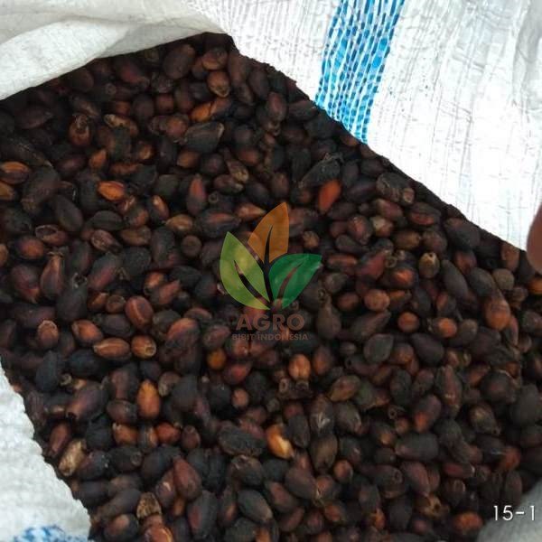 Biji Gamelina Siap Semai