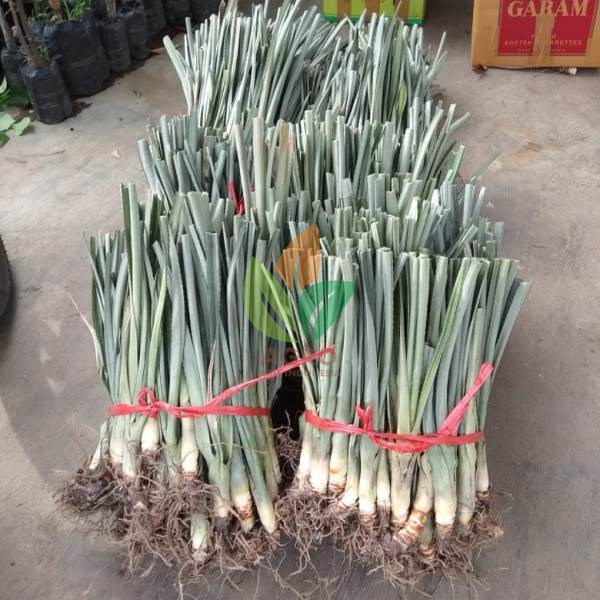 Nanas Lokal asal Stek Tunas