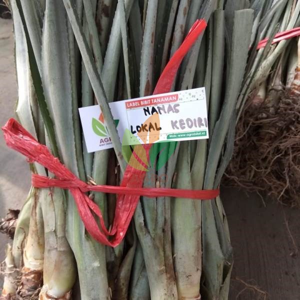 Nanas Lokal asal Stek Tunas
