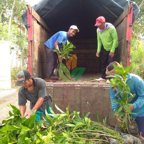 Ready Stok Ribuan Bibit Mengkudu dan Harga Terbaru