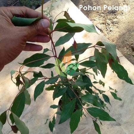 Pohon Eucalyptus Rainbow / Pelangi