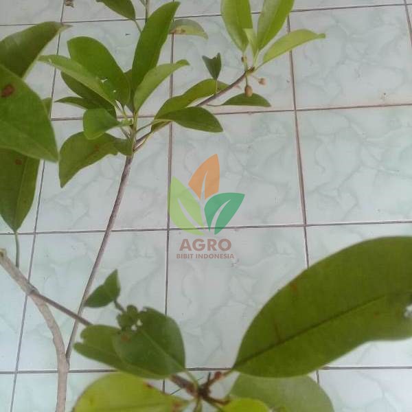 Sawo Bali Unggul 45 Cm