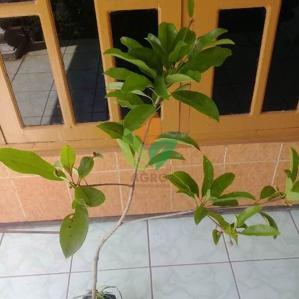 Sawo Bali Unggul 45 Cm