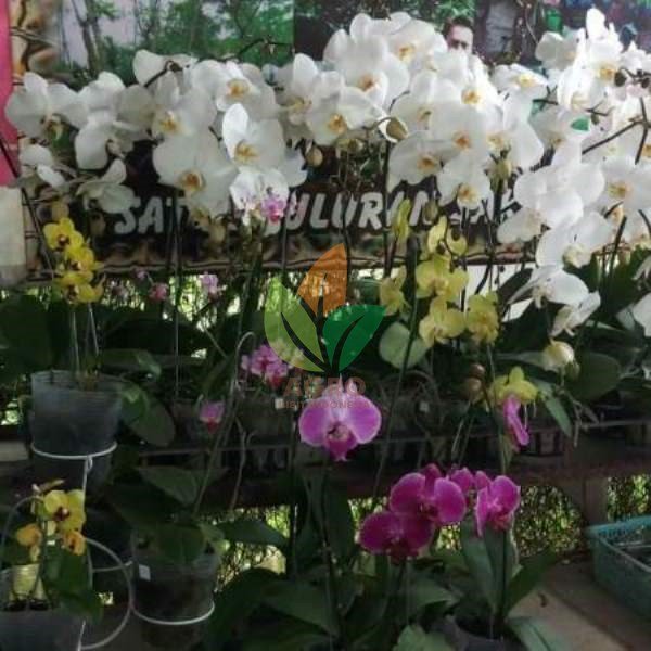 Anggrek Bulan Putih