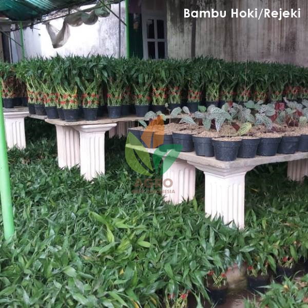 Bambu Rejeki Hoki Anyaman