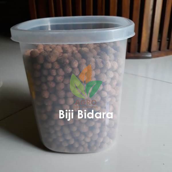 Biji Bidara Glodongan