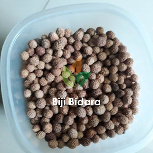 Biji Bidara Glodongan