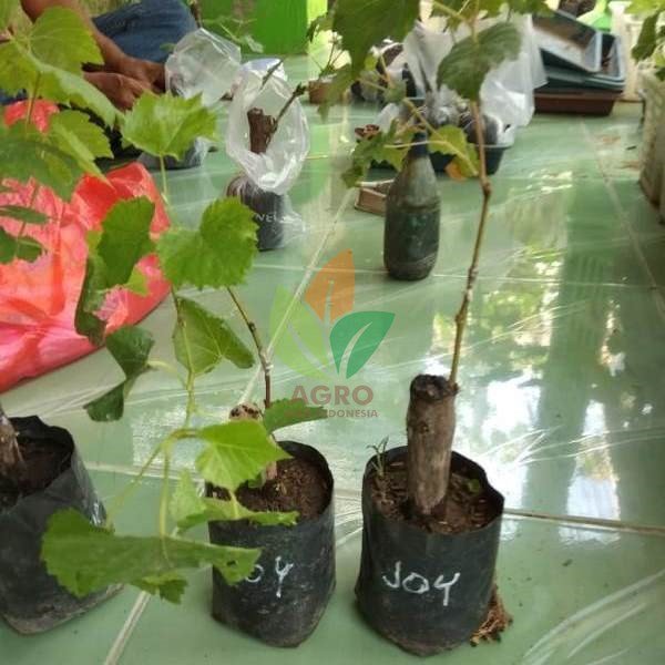 Anggur Import Joy Seedless