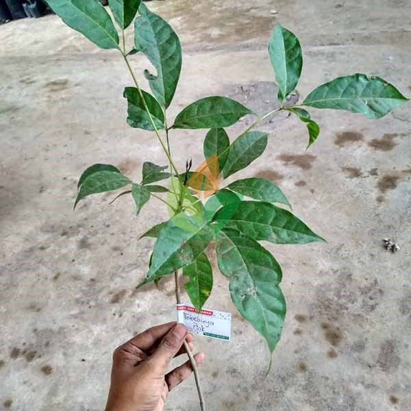 Tabebuya Rosea Pink / Putih