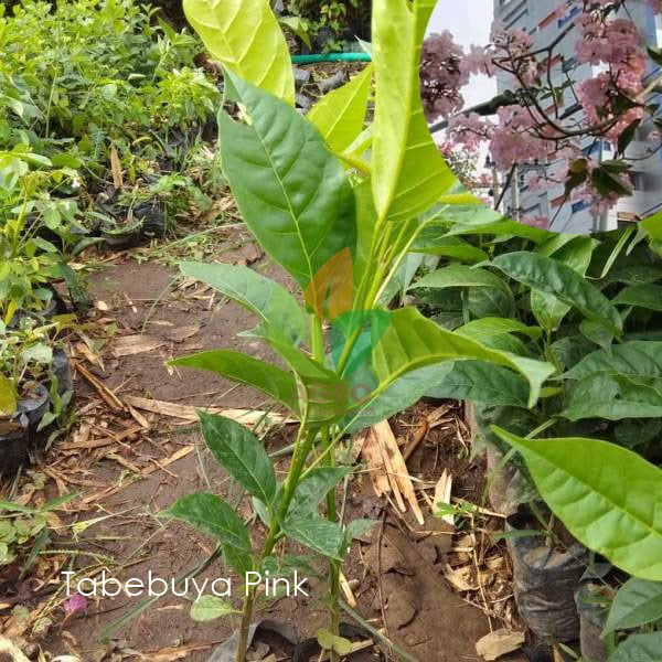 Tabebuya Rosea Pink / Putih