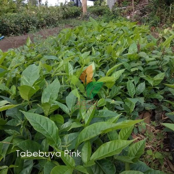 Tabebuya Rosea Pink / Putih