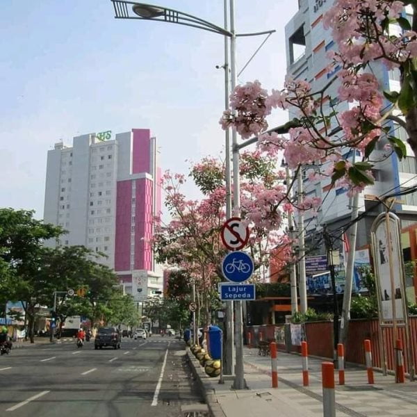 Tabebuya Pink 2 Meter UP
