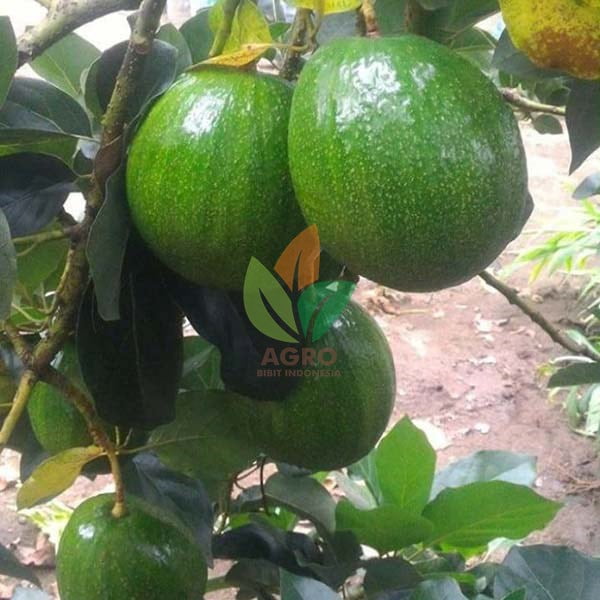 Alpukat Kendil asal Sambung