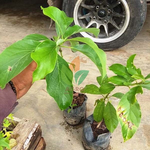 Alpukat Kendil asal Sambung
