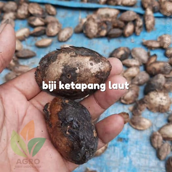 Biji Ketapang Laut / Biola
