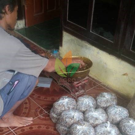 Biji Kopi Arabika untuk Semai