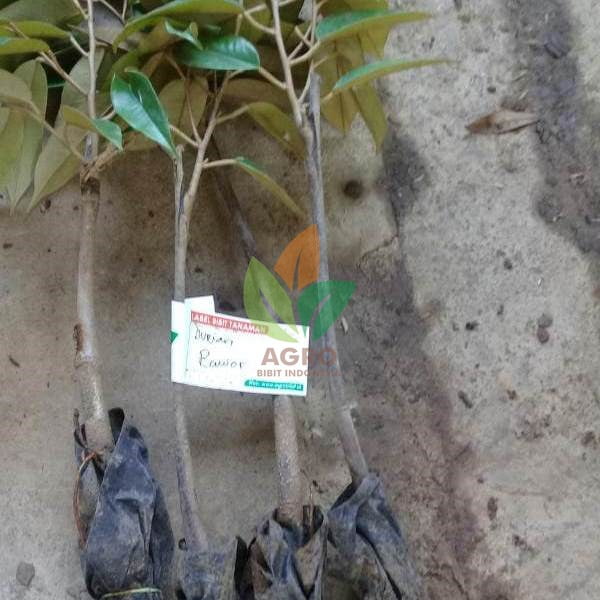 Durian Bawor asal Okulasi
