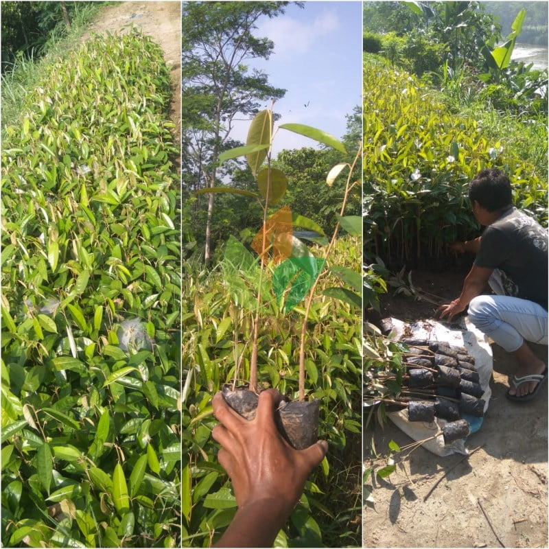 Durian Seedling / Asal Biji