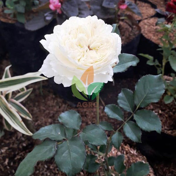 Jual Bibit Bunga Mawar Putih Dekor Agro Bibit Id