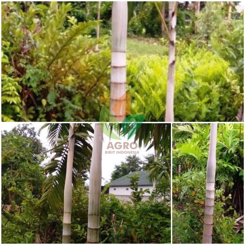 Palem Putri Silver 2-3 Meter