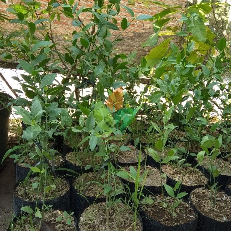 Pohon Kayu Siwak asal Stek