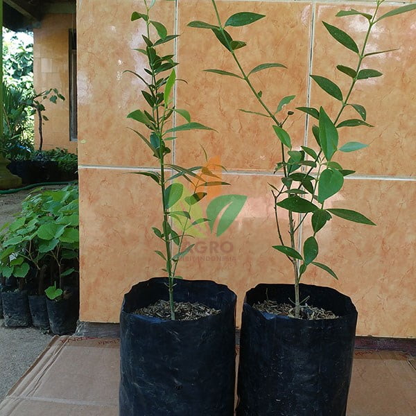 Pohon Kayu Siwak asal Stek