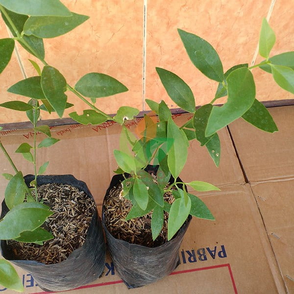 Pohon Kayu Siwak asal Stek