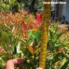 Pucuk Merah Ukuran 1 Meter