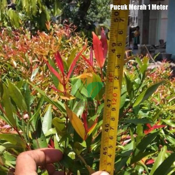 Pucuk Merah 1 Meter UP