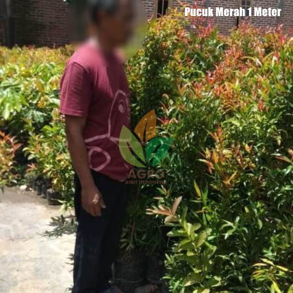 Pucuk Merah 1 Meter UP