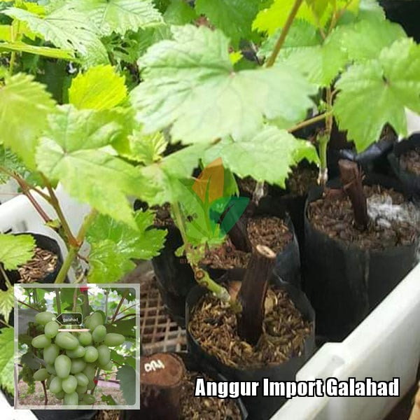 Anggur Import Galahad