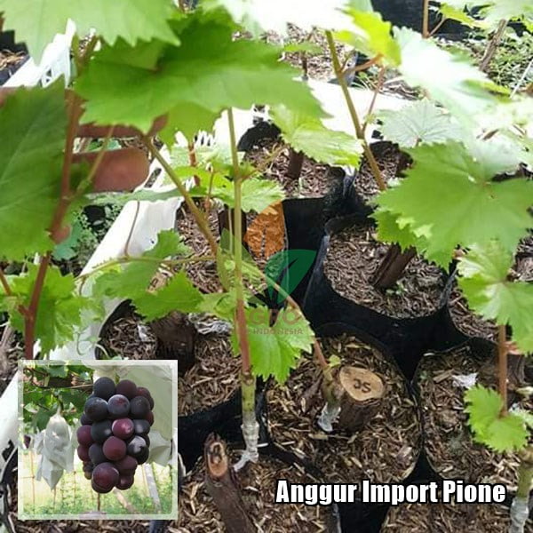 Anggur Import Pione